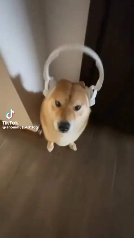 Пёс слушает музыку в наушниках