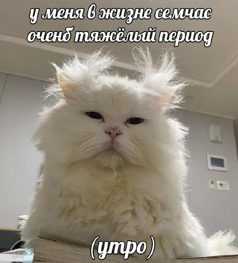 Тяжёлое утро у кота