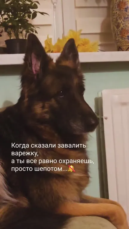 Собака охраняет шёпотом