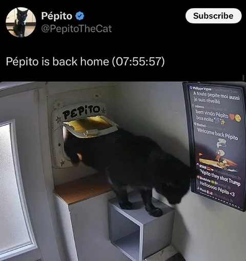 Pépito Is Back Home