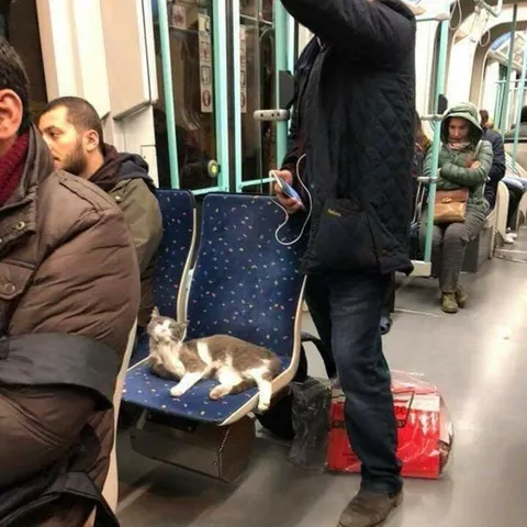 Кот занял место в метро