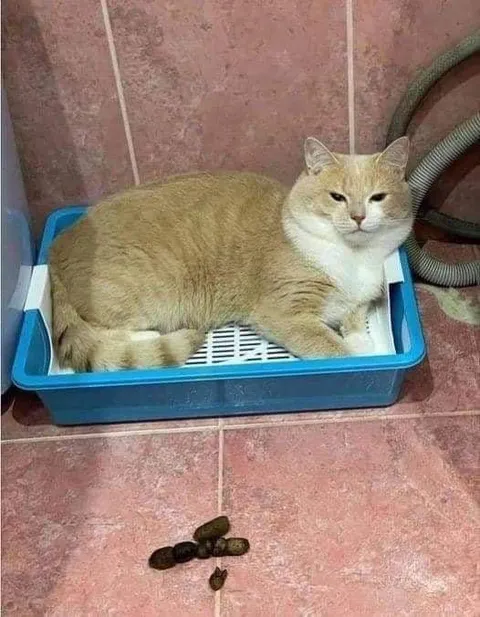 Кот, который не попал в лоток