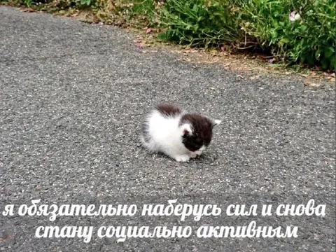 Снова стану социально активным