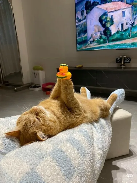 Кот отдыхает с уточкой