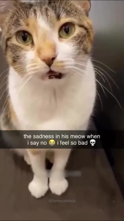 Cats When You Say No