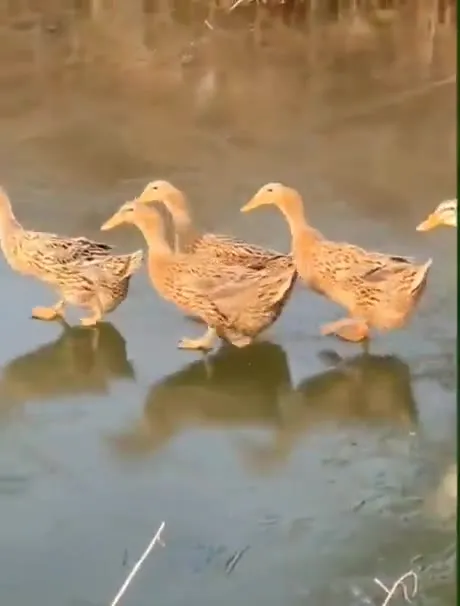 Утиная процессия на воде