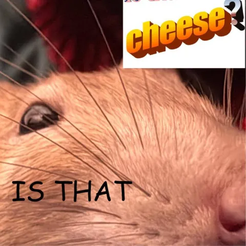 Is That Cheese