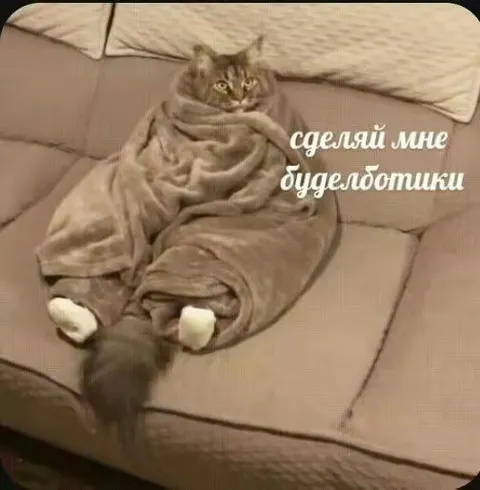 Кот в одеяле просит буделотики