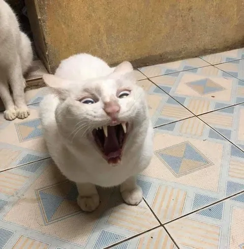 Орущий белый кот