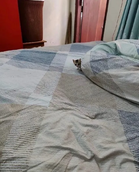 Котёнок выглядывает из-под одеяла