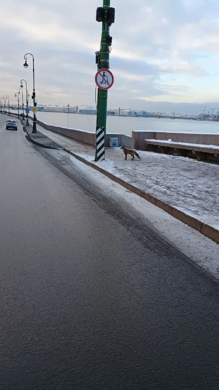 Лиса на набережной Петербурга