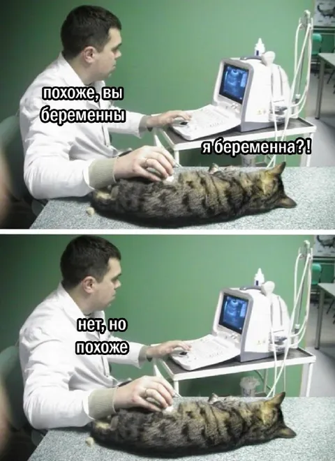 Кошка беременна по УЗИ