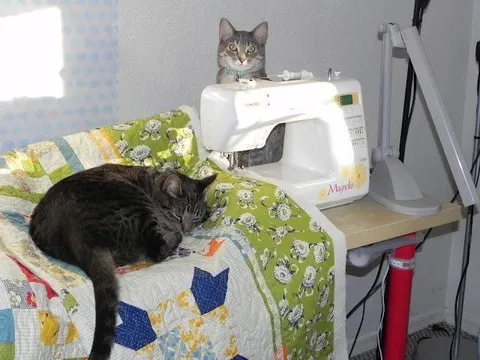 Коты шьют и отдыхают
