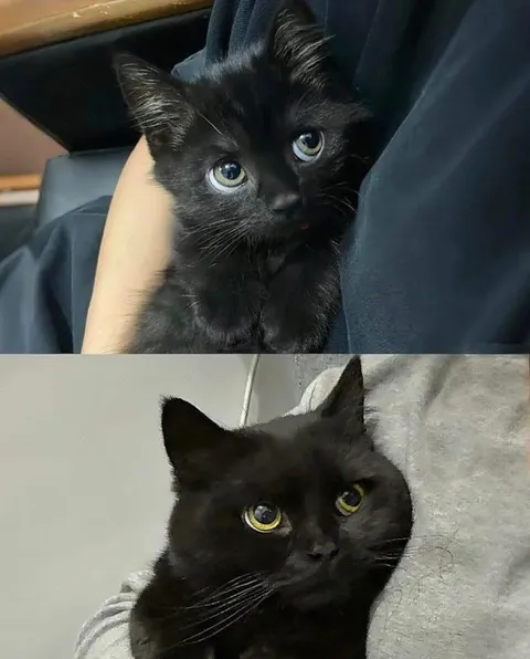 Чёрный кот до и после