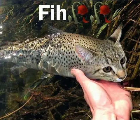 Fish Cat in Water