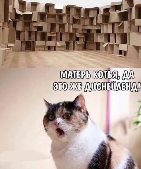 Кот увидел Диснейленд