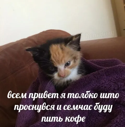 Котёнок только проснулся