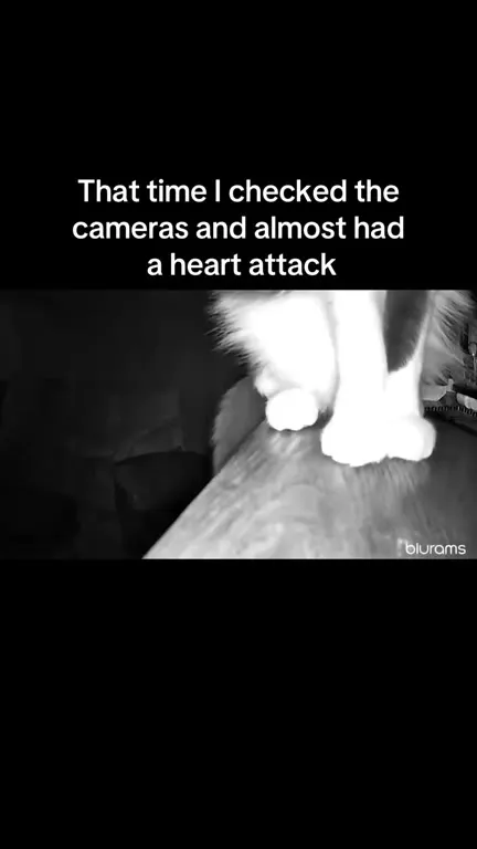The Cat on the Security Camera