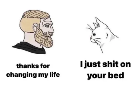 Cat Ruins Your Life Change