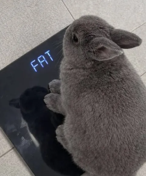 Кролик на весах FAT