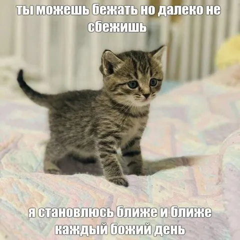 Котёнок становится ближе