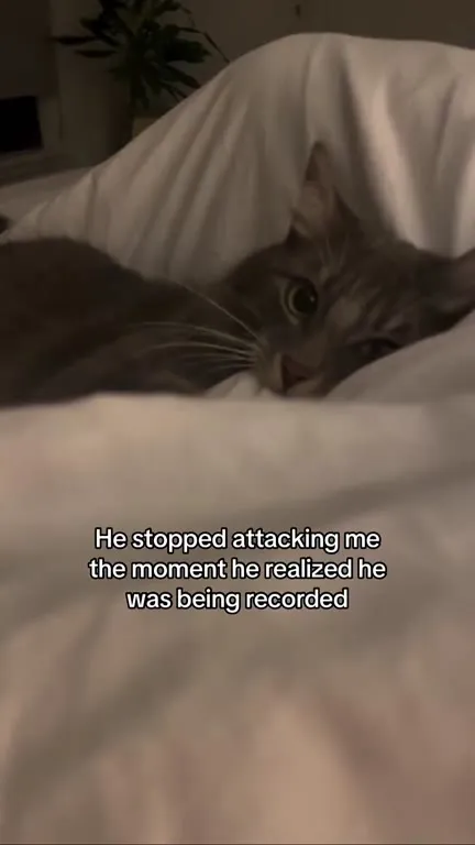 Cat Stops Attacking on Camera
