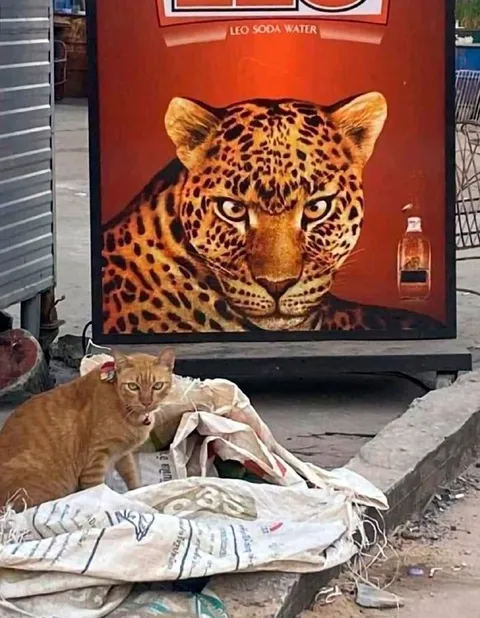 Cat Posing as a Leopard