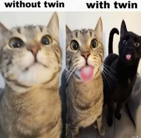 Cats Without and With a Twin