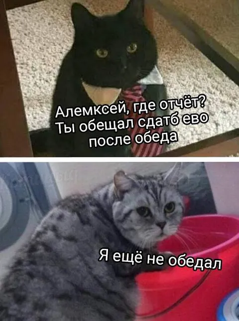 Я ещё не обедал