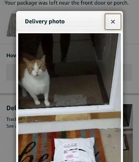 Cat Guards the Delivery