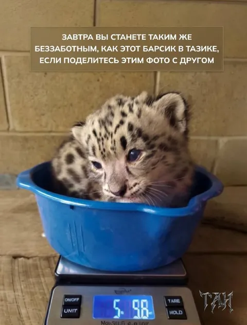 Барсик в тазике на весах