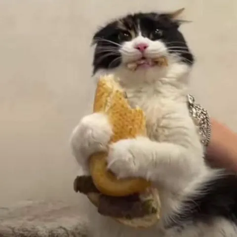 Кот жадно ест шаурму