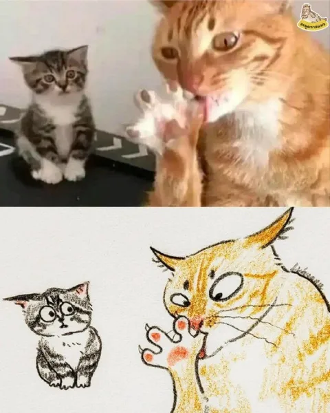 Кот кусает лапку котёнка