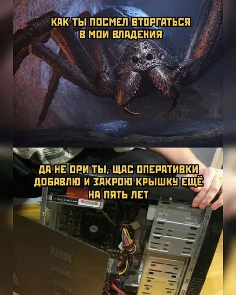 Паук защищает свои владения