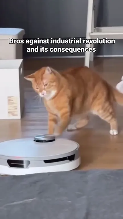 Cat Against the Robot Vacuum