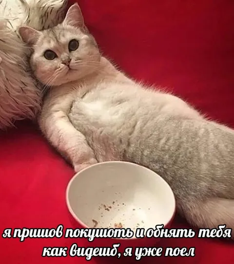 Кот уже поел и пришёл обниматься