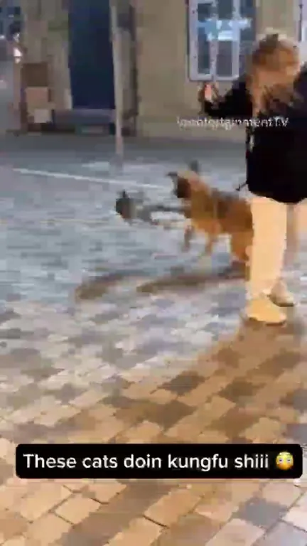 Cats Doing Kung Fu