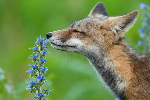 Лиса нюхает цветок