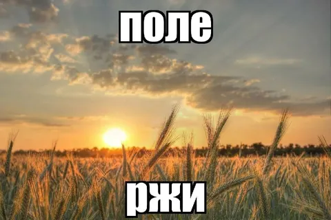 Поле ржи на закате
