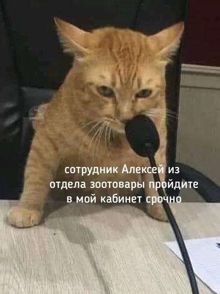 Сотрудник Алексей, пройдите срочно