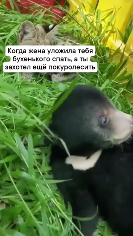 Медвежонок после укладывания котёнка