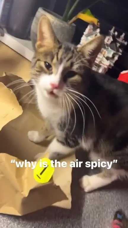 Why Is the Air Spicy Cat