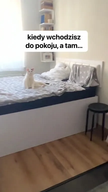 Kicia Jaworowicz w pokoju