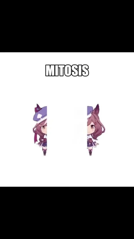 Mitosis Turns Into Meiosis