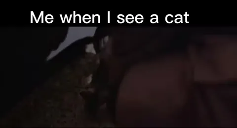 Me When I See a Cat