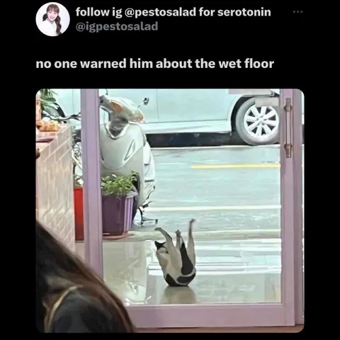 Cat slips on wet floor