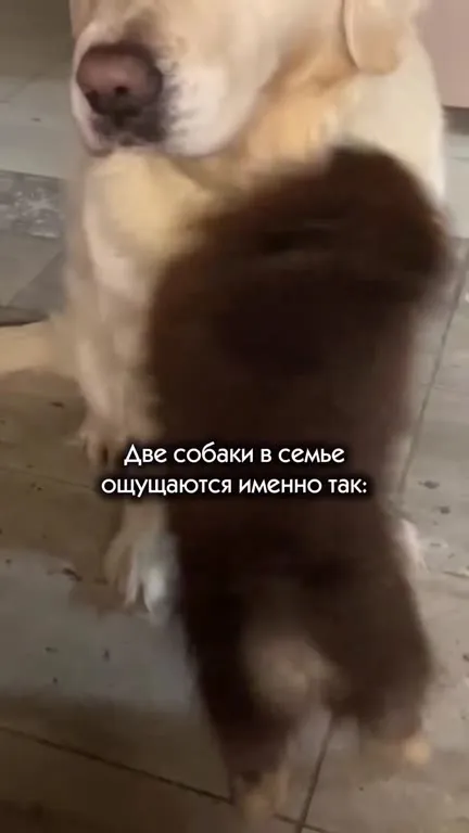 Две собаки в семье общаются именно так