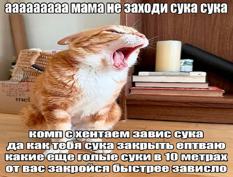 Кот кричит из-за зависшего компа