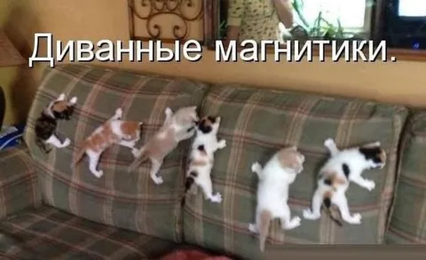 Диванные магнитики — котята на спинке дивана