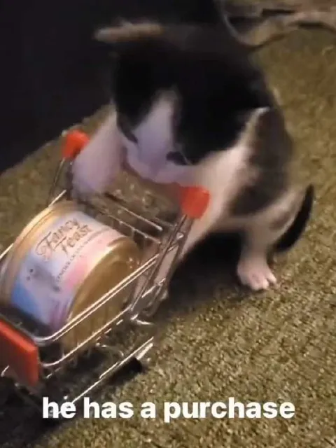 Kitten Has a Purchase